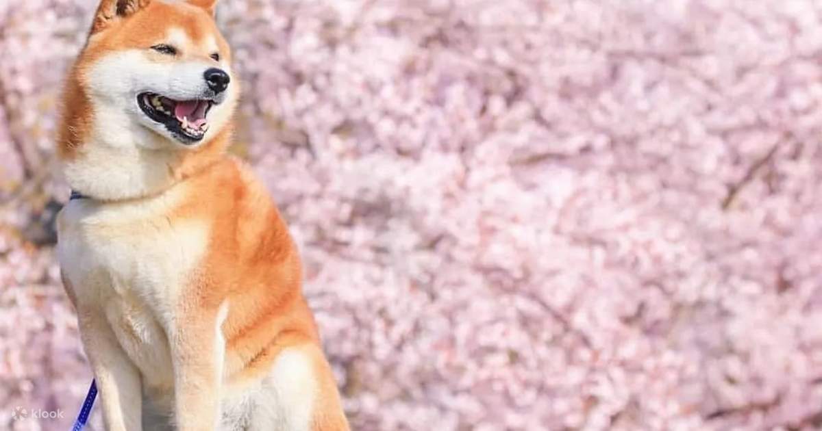 One hotsell for akita